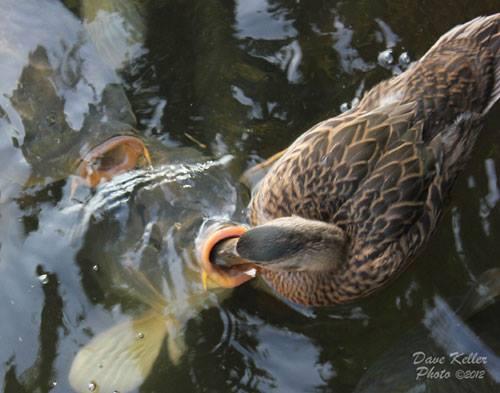 ::::::::- LIKE -:::::: - 9967125424044291286632038582289n.jpg